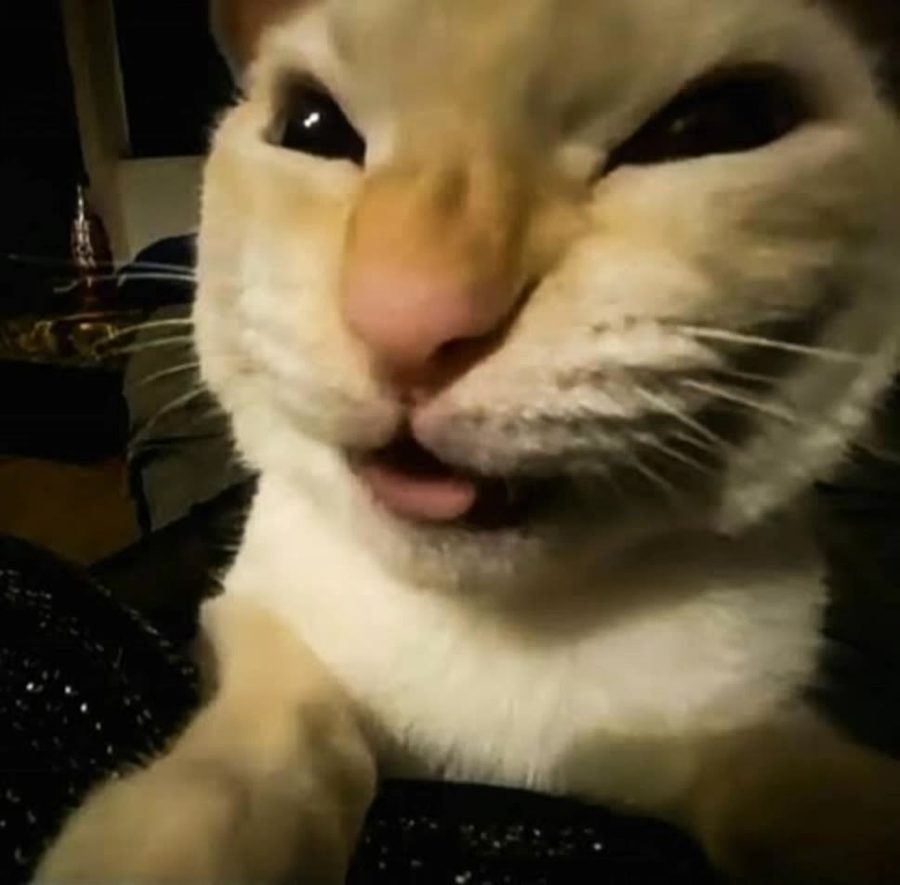 мем про кота