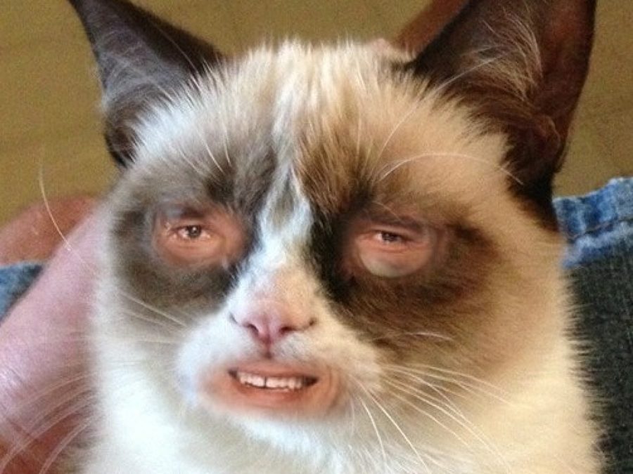 котик 1