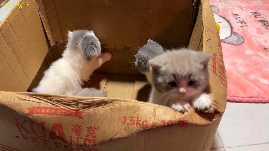 котик 3